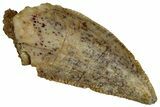Serrated Raptor Tooth - Real Dinosaur Tooth #300926-1
